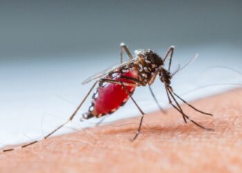 Un moldovean care a revenit din Nigeria, bolnav de malarie. Nu a administrat tratamentul necesar