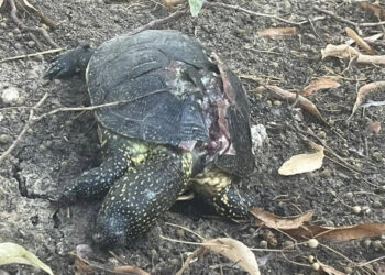 В парке в Единцах нашли мертвыми редкий вид черепах