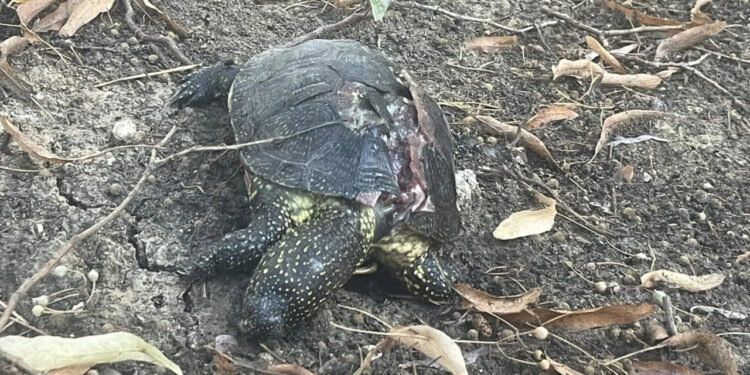 В парке в Единцах нашли мертвыми редкий вид черепах