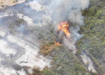 Dezastru la Cahul: O pădure a fost cuprinsă de flăcări. Cinci echipaje de pompieri luptă cu focul