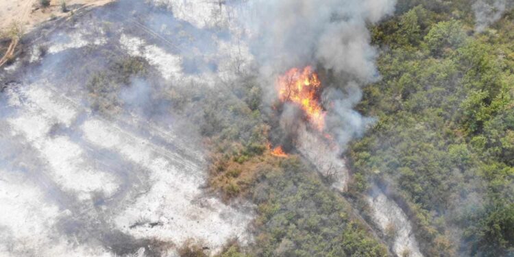 Dezastru la Cahul: O pădure a fost cuprinsă de flăcări. Cinci echipaje de pompieri luptă cu focul