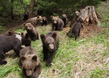Peste 400 de urși vor fi uciși în 2024 și 2025, în România. Klaus Iohannis a promulgat legea
