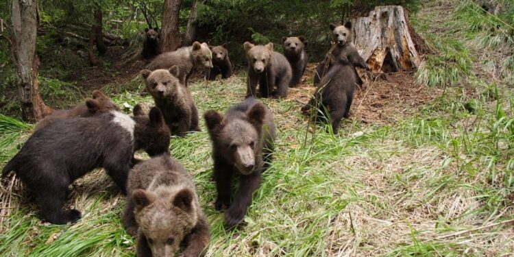 Peste 400 de urși vor fi uciși în 2024 și 2025, în România. Klaus Iohannis a promulgat legea