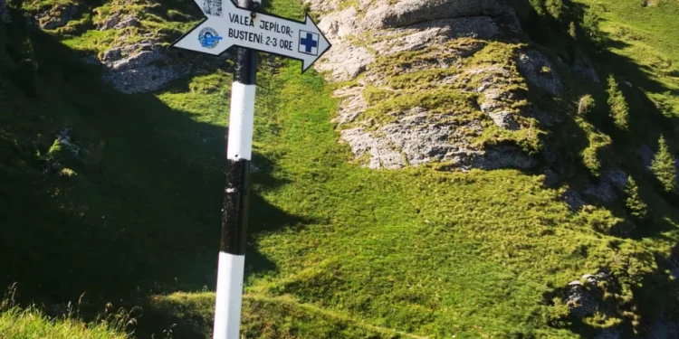 România: O fată de 19 ani a murit, după ce a fost atacată de urs. Animalul a fost împușcat