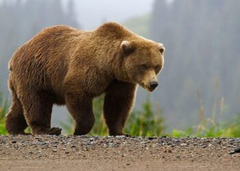 Suedia va ucide 20% din populaţia sa de urşi bruni, în cadrul vânătorii anuale. Ecologiștii sunt revoltați