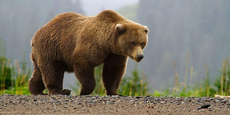 Suedia va ucide 20% din populaţia sa de urşi bruni, în cadrul vânătorii anuale. Ecologiștii sunt revoltați