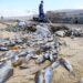 Guardian: Тысячи мертвых рыб покрыли воды туристического порта в Греции