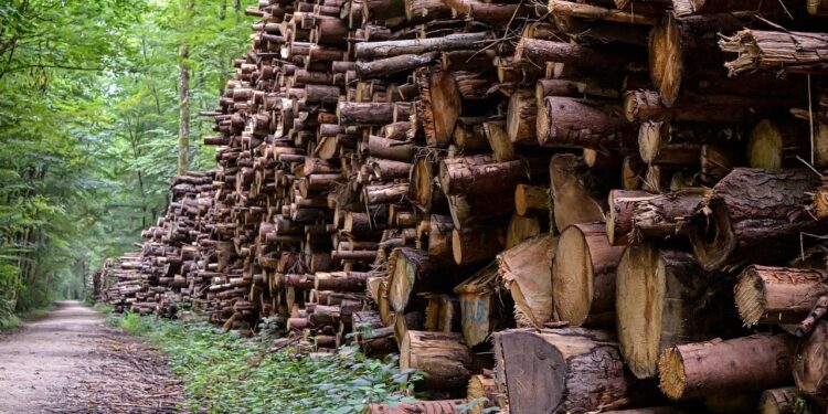 Moldsilva и Оргеевское лесное хозяйство проведут внутренние расследования после обысков по делу о хищении древесины