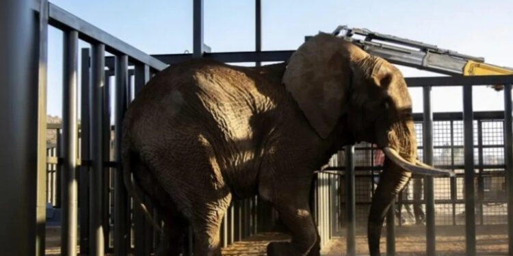 В Южной Африке последний слон вышел из зоопарка после 40 лет за решеткой
