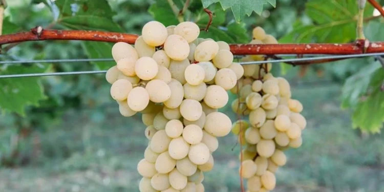В Молдове урожай винограда будет на 35% ниже, чем в прошлом году