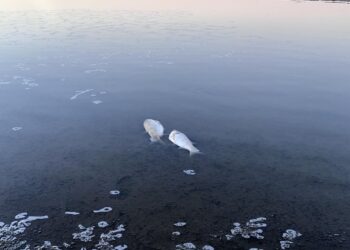 Dezastru ecologic la Dănceni! Zeci de pești morți plutesc pe lacul din localitate