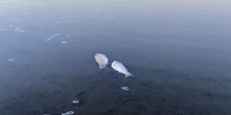 Dezastru ecologic la Dănceni! Zeci de pești morți plutesc pe lacul din localitate