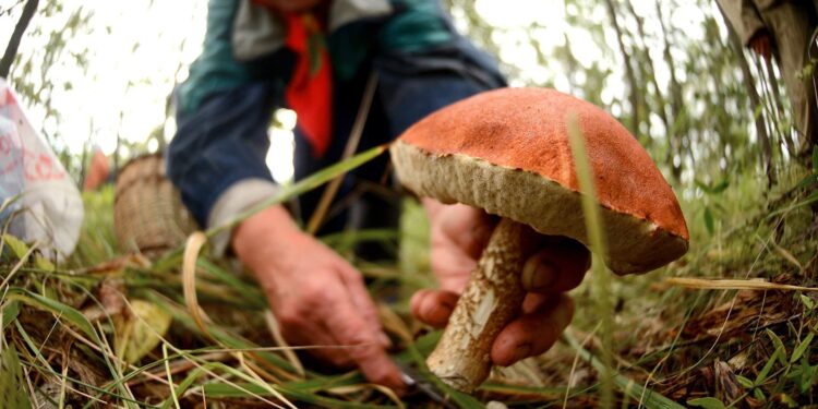 В Молдове увеличилось число случаев отравления грибами. За полторы недели пострадали более 30 человек