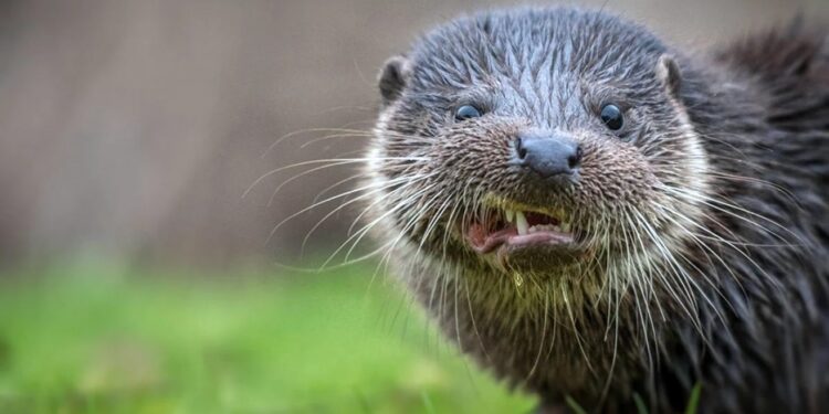 В Малайзии стая выдр напала на девушку во время пробежки