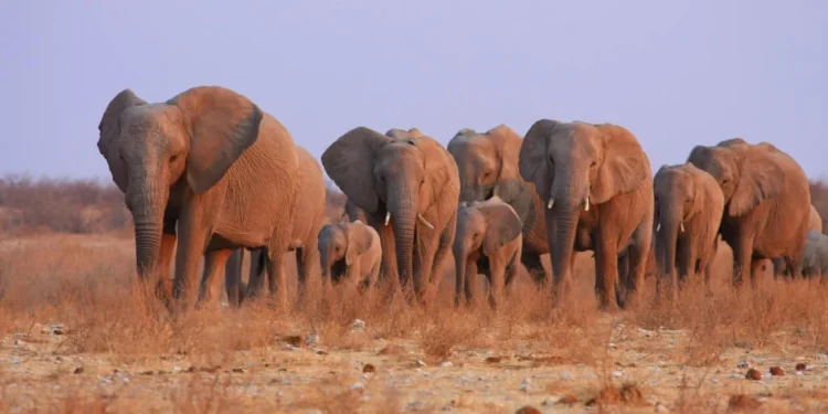 Зимбабве планирует убить 200 слонов из-за угрозы голода