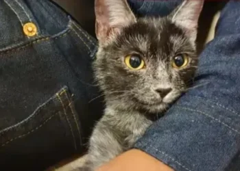 Pisica Transilvană, prima rasă românească recunoscută mondial. Cum arată