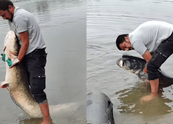 A prins un somn mai mare decât el: Un moldovean a capturat un pește de peste 2 m, în Franța