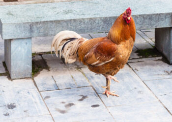 Un turist a pledat vinovat după ce a aruncat o găină chinezească într-un iaz cu aligatori. Câți ani de închisoare riscă bărbatul