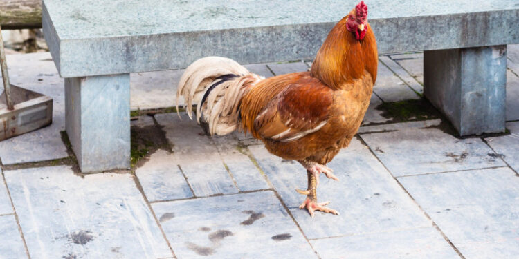 Un turist a pledat vinovat după ce a aruncat o găină chinezească într-un iaz cu aligatori. Câți ani de închisoare riscă bărbatul