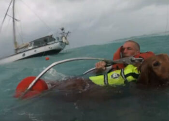 Momentul în care Paza de Coastă a SUA salvează un bărbat şi câinele său de pe o barcă cu pânze în timpul uraganului Helene