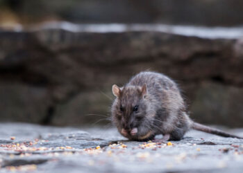 Pilule contraceptive pentru stârpirea șobolanilor: Planul prin care autoritățile din New York încearcă să scape de rozătoare