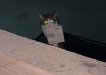 В Британии кот принёс хозяйке счастливый лотерейный билет и сделал её богаче