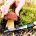 ANSA призывает граждан воздержаться от самостоятельного сбора грибов из-за риска отравления