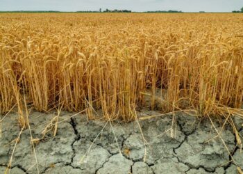 Seceta lovește agricultura: Fermierii moldoveni vor primi compensații, dar cu condiții