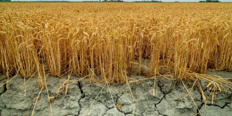 Seceta lovește agricultura: Fermierii moldoveni vor primi compensații, dar cu condiții
