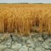 Seceta lovește agricultura: Fermierii moldoveni vor primi compensații, dar cu condiții