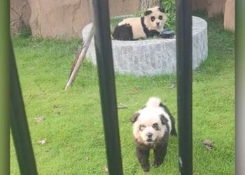 Почти получилось: китайский зоопарк выдавал раскрашенных собак за панд