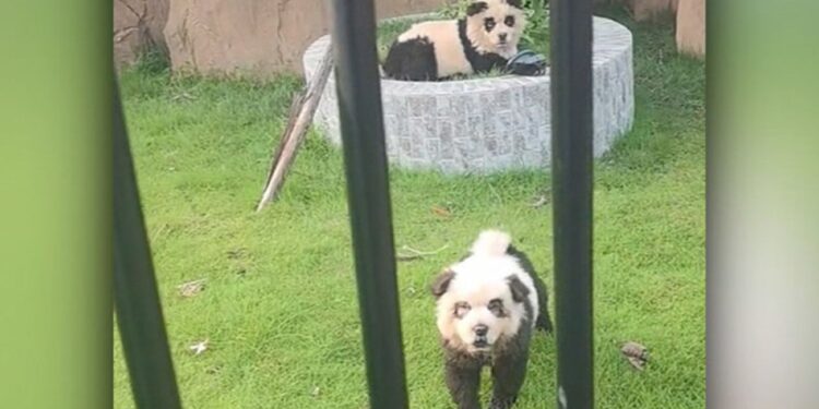 Почти получилось: китайский зоопарк выдавал раскрашенных собак за панд