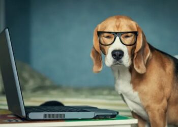 В Китае домашние животные «ходят на работу», зарабатывая себе на корм