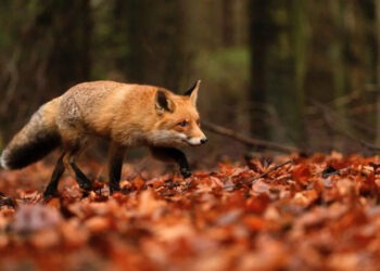 Началась вакцинация лисиц против бешенства: рекомендации НАПБ