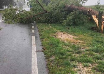 Dezastru pe drumurile din țară, după ploile abundente de aseară: Circulația, afectată de copaci căzuți, noroi și inundații