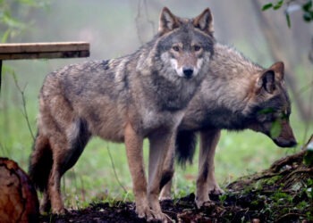 Panică într-o localitate din Caraș-Severin. O haită de lupi a atacat animalele din curțile oamenilor