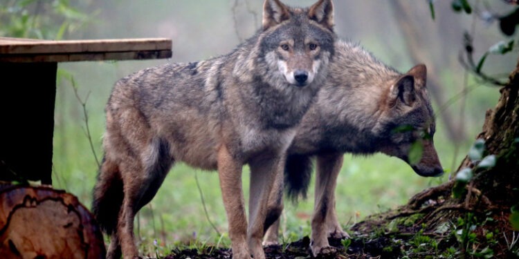 Panică într-o localitate din Caraș-Severin. O haită de lupi a atacat animalele din curțile oamenilor