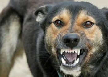 Un copil a fost atacat de o haită de câini vagabonzi, la Edineț
