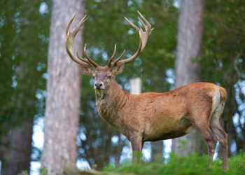 В заповеднике «Кодры» убили оленя: заведено уголовное дело