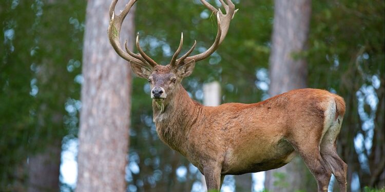 В заповеднике «Кодры» убили оленя: заведено уголовное дело