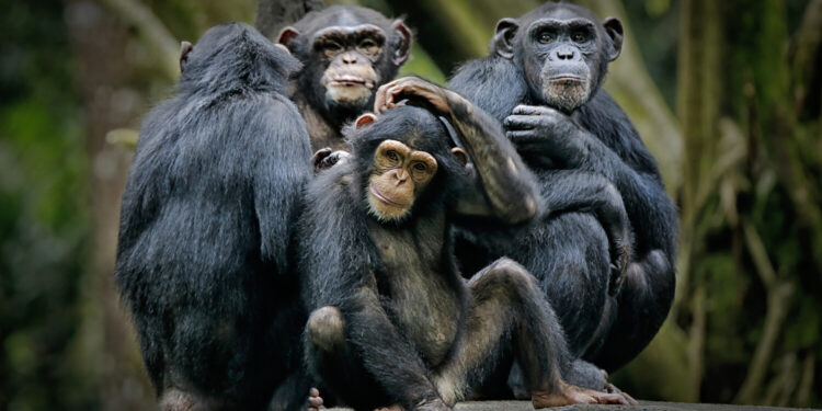 Обезьяна откусила палец сотруднику зоопарка во время кормления