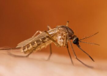 Un nou caz de infecție cu virusul West Nile, confirmat în Republica Moldova. Pacienta a fost internată în spital