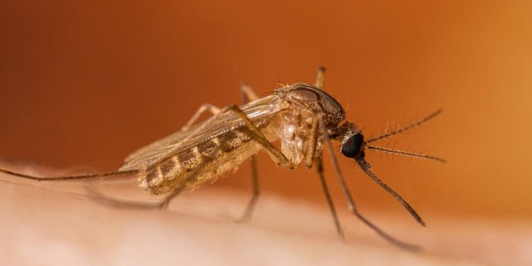 Un nou caz de infecție cu virusul West Nile, confirmat în Republica Moldova. Pacienta a fost internată în spital