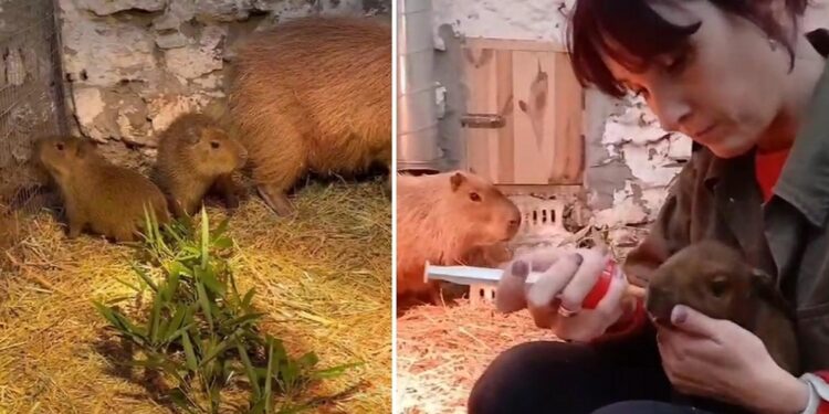 У семьи капибар из Кишинёвского зоопарка родились двое малышей