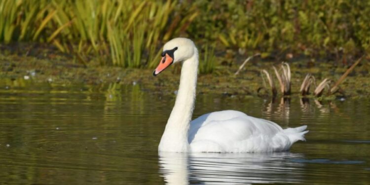 Мужчина из Сынжерей пытался продать белого лебедя