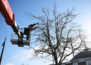 Будут обрезать деревья: в субботу движение по улице Александру чел Бун будет приостановлено