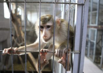 В США продолжается поиск сбежавших из исследовательского центра обезьян