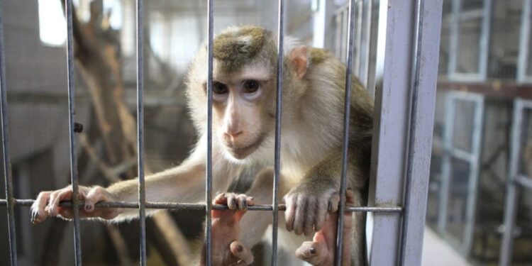 В США продолжается поиск сбежавших из исследовательского центра обезьян