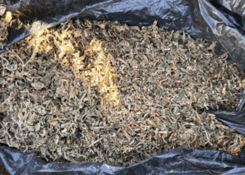 Обыски на севере Молдовы: у двух мужчин найдены марихуана и семена конопли на сумму 150 000 леев