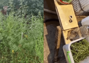 13 persoane din Taraclia reținute pentru trafic de droguri în valoare de 250.000 lei